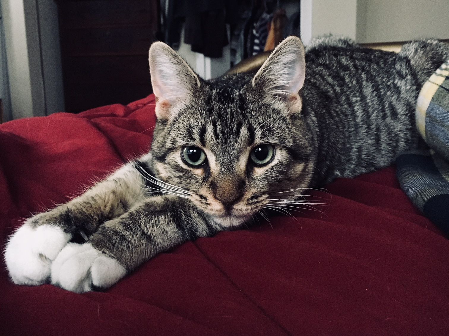 Pippin